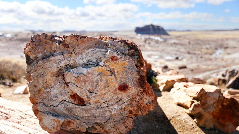 Petrified Wood: The Complete Guide to Ancient Stone Fossils