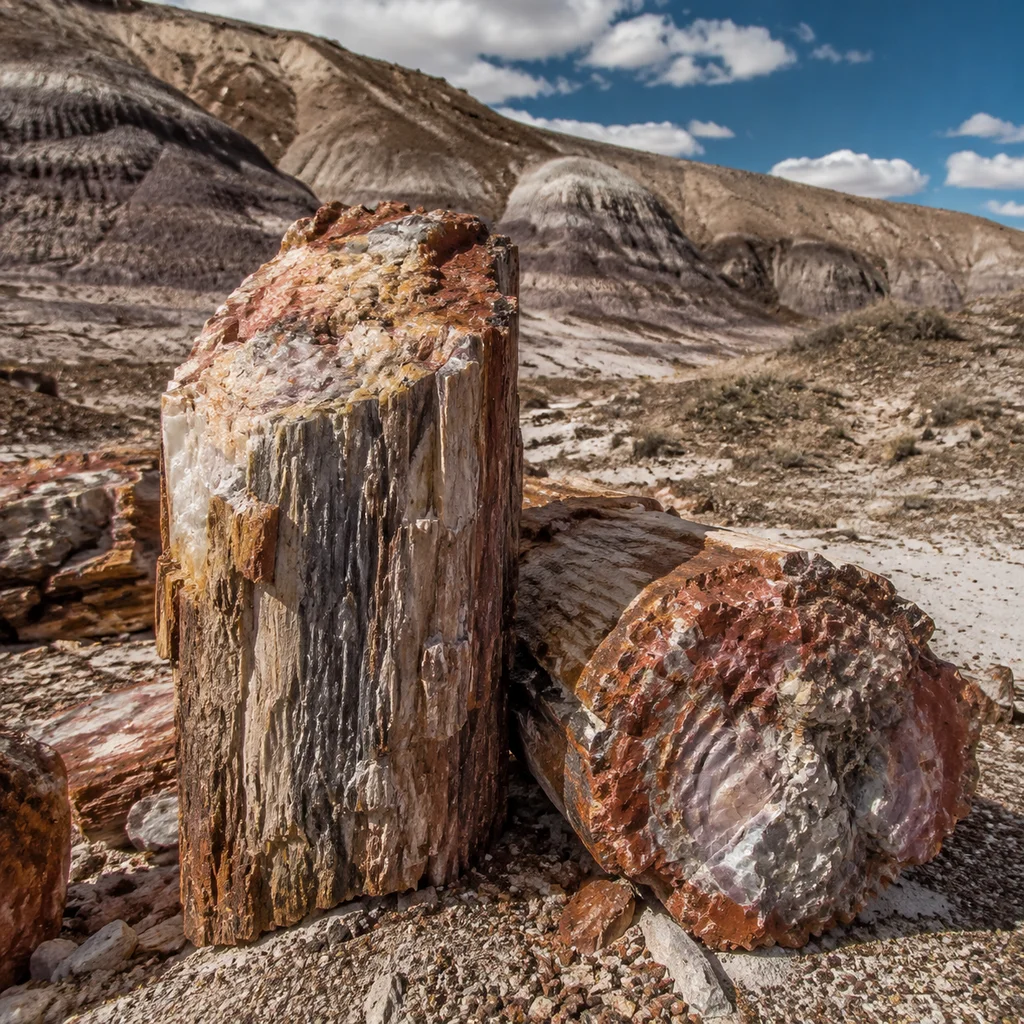 Trees That Turned to Stone Millions of Years